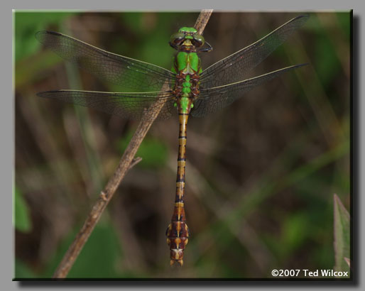 Rusty Snaketail (Ophiogomphus rupinsulensis)