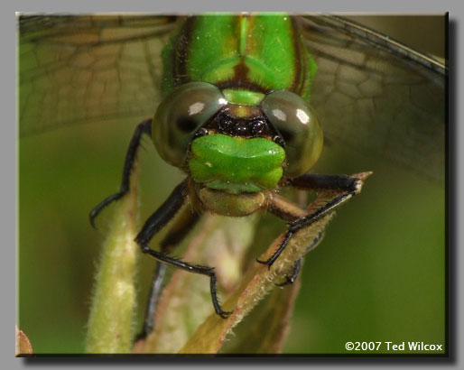 Rusty Snaketail (Ophiogomphus rupinsulensis)