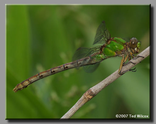 Rusty Snaketail (Ophiogomphus rupinsulensis)