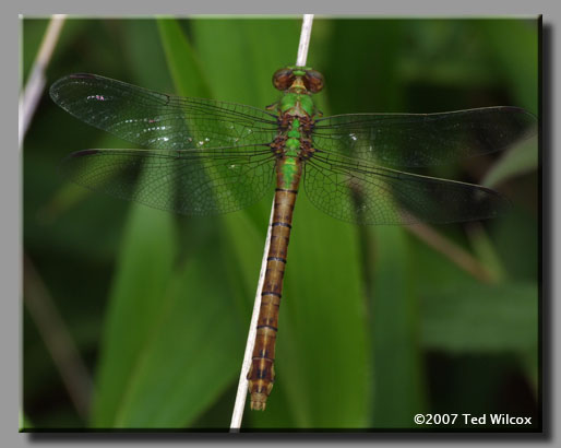 Rusty Snaketail (Ophiogomphus rupinsulensis)