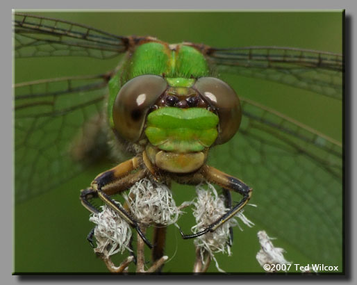 Rusty Snaketail (Ophiogomphus rupinsulensis)