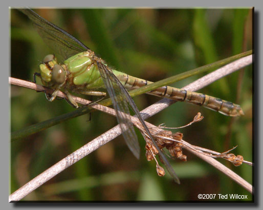 Rusty Snaketail (Ophiogomphus rupinsulensis)