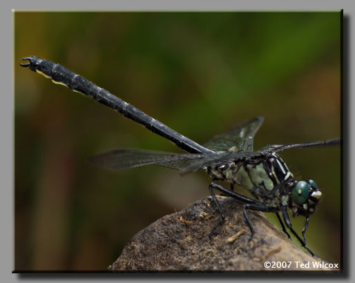 Sable Clubtail (Gomphus rogersi)