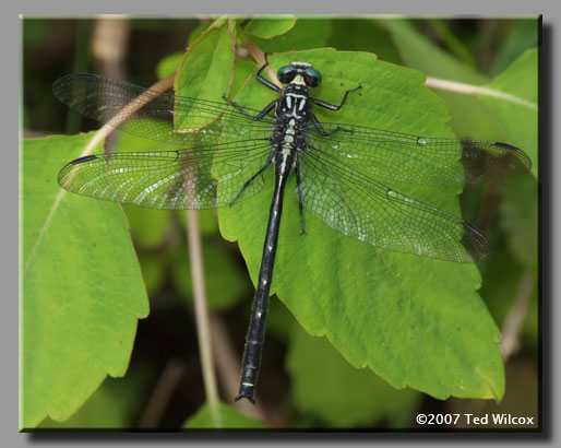 Sable Clubtail (Gomphus rogersi)