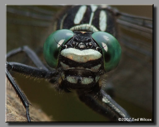 Sable Clubtail (Gomphus rogersi)