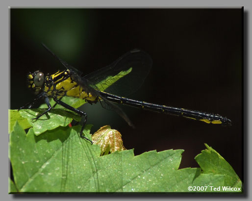 Sable Clubtail (Gomphus rogersi)