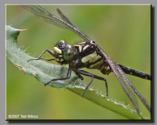 Southern Pygmy Clubtail (Lanthus vernalis)