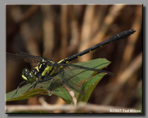 Southern Pygmy Clubtail (Lanthus vernalis)