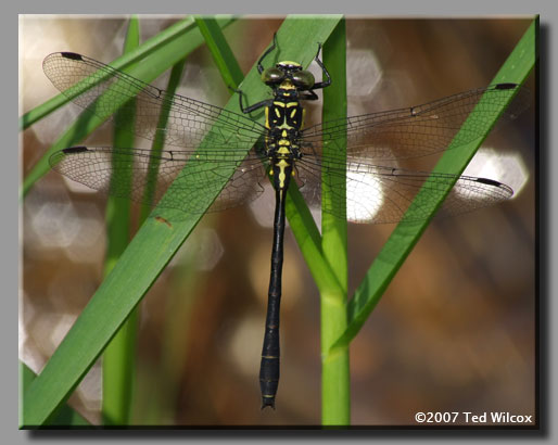 Southern Pygmy Clubtail (Lanthus vernalis)