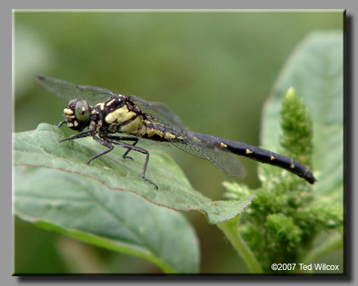 Southern Pygmy Clubtail (Lanthus vernalis)