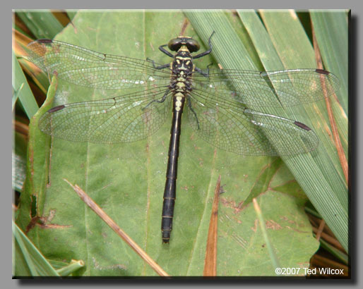 Southern Pygmy Clubtail (Lanthus vernalis)