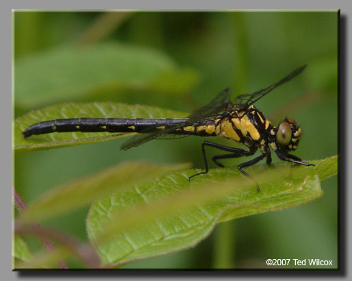 Southern Pygmy Clubtail (Lanthus vernalis)