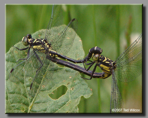 Southern Pygmy Clubtail (Lanthus vernalis)