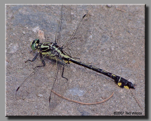 Splendid Clubtail (Gomphus lineatifrons)