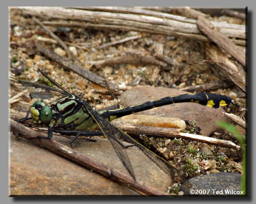Splendid Clubtail (Gomphus lineatifrons)