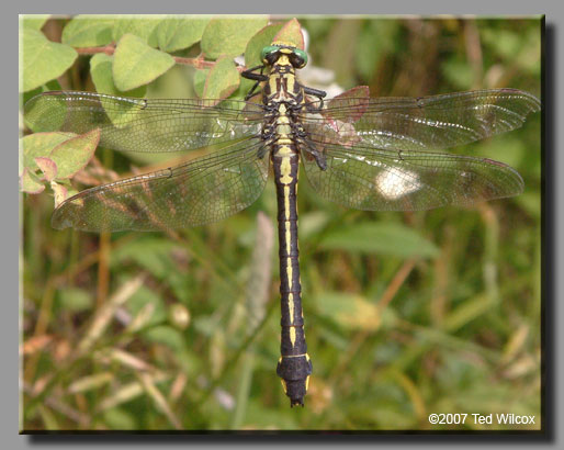 Splendid Clubtail (Gomphus lineatifrons)