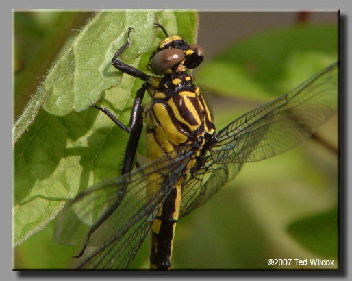 Splendid Clubtail (Gomphus lineatifrons)