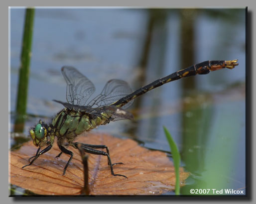 Unicorn Clubtail (Arigomphus villosipes)