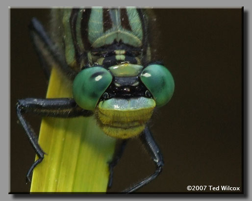Unicorn Clubtail (Arigomphus villosipes)