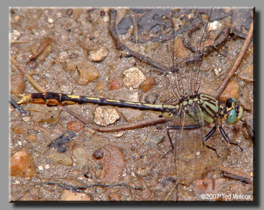 Unicorn Clubtail (Arigomphus villosipes)