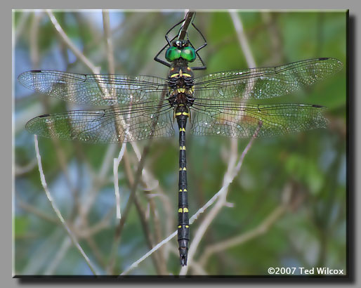 Royal River Cruiser (Macromia taeniolata)