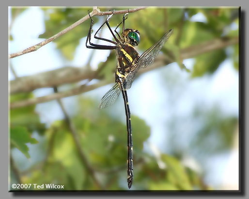 Royal River Cruiser (Macromia taeniolata)