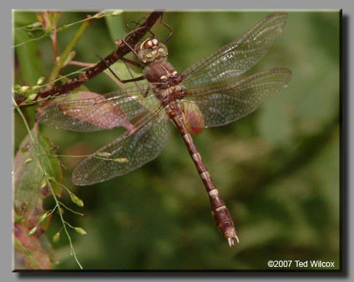 Stream Cruiser (Didymops transversa)