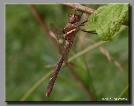 Stream Cruiser (Didymops transversa)