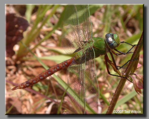 Comet Darner (Anax longipes)