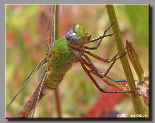 Comet Darner (Anax longipes)