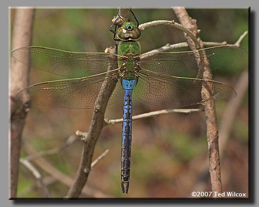 Common Green Darner (Anax junius)