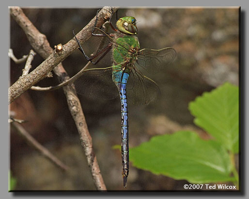 Common Green Darner (Anax junius)