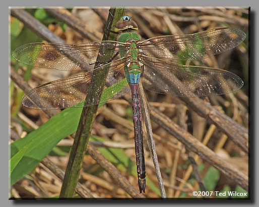 Common Green Darner (Anax junius)