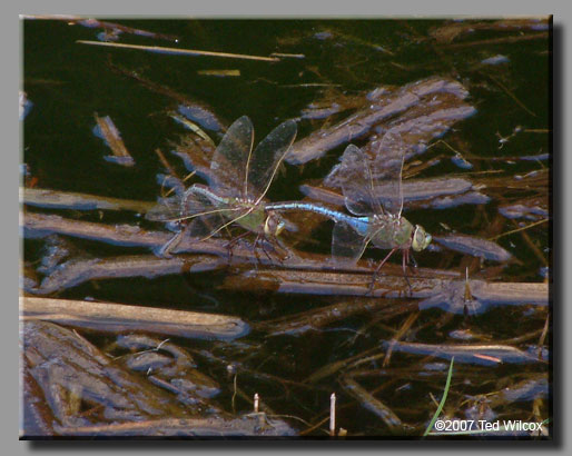 Common Green Darner (Anax junius)