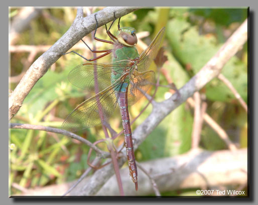 Common Green Darner (Anax junius)