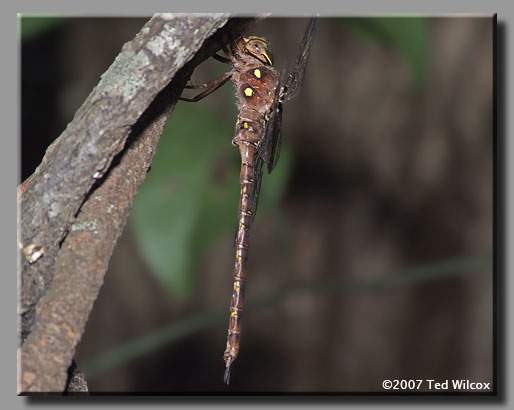 Fawn Darner (Boyeria vinosa)