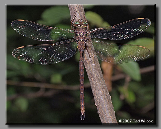 Fawn Darner (Boyeria vinosa)