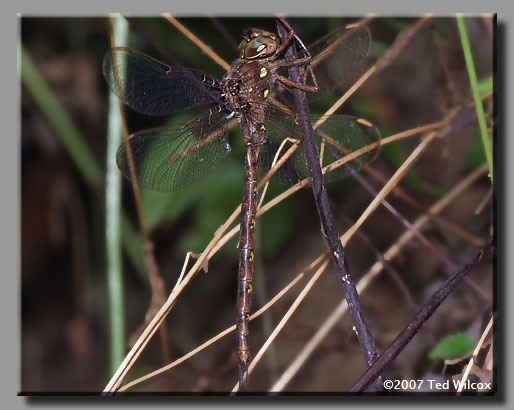 Fawn Darner (Boyeria vinosa)