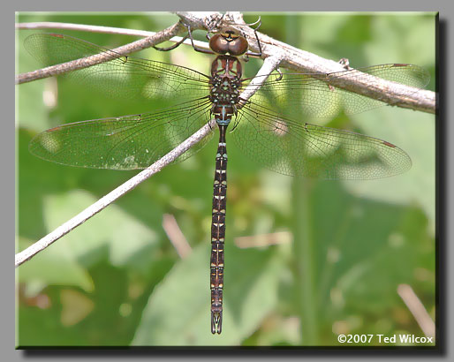 Shadow Darner (Aeshna umbrosa)