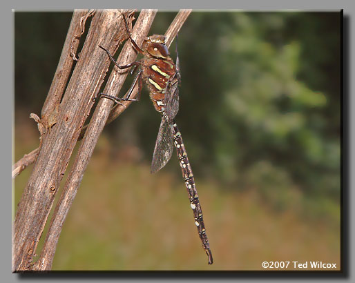 Shadow Darner (Aeshna umbrosa)