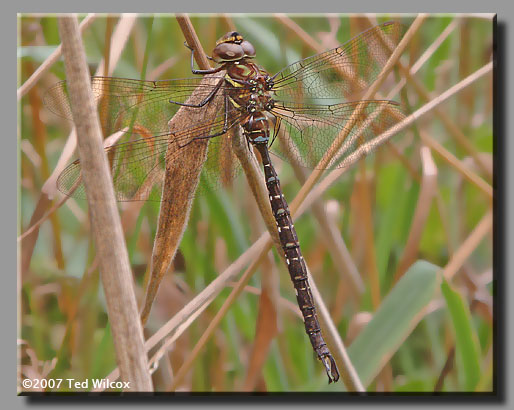 Shadow Darner (Aeshna umbrosa)