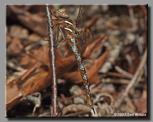 Springtime Darner (Basiaeschna janata)