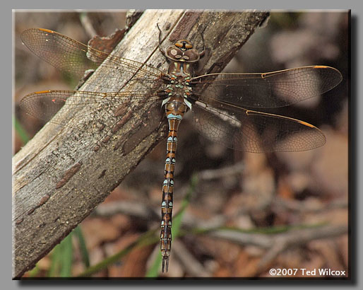 Springtime Darner (Basiaeschna janata)