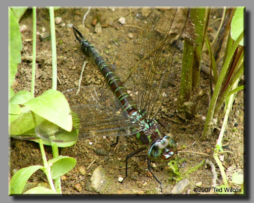Swamp Darner (Epiaeschna heros)