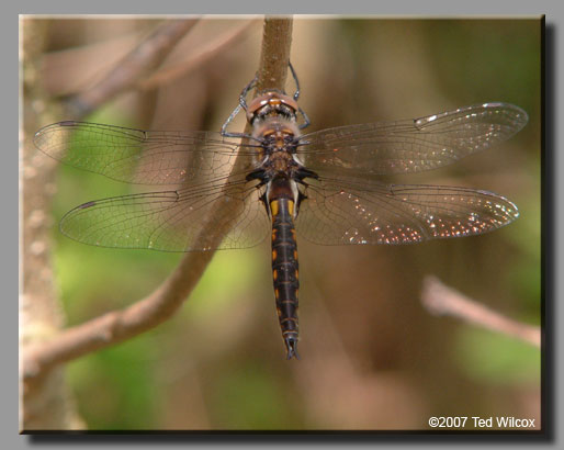 Common Baskettail (Epitheca cynosura)