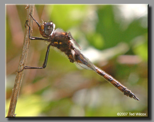 Common Baskettail (Epitheca cynosura)
