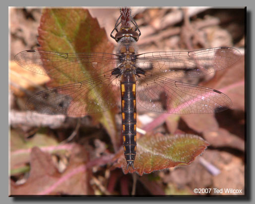 Common Baskettail (Epitheca cynosura)