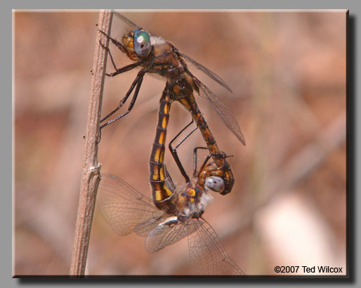Common Baskettail (Epitheca cynosura)