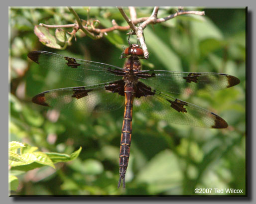 Prince Baskettail (Epitheca princeps)