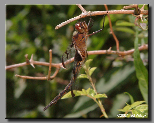 Prince Baskettail (Epitheca princeps)